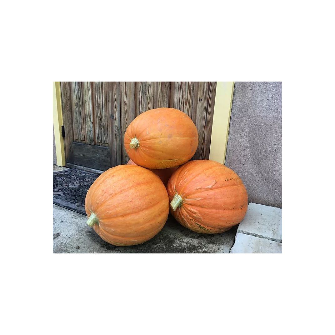 Brim Seed Co. - Connecticut Field Pumpkin Heirloom Seed