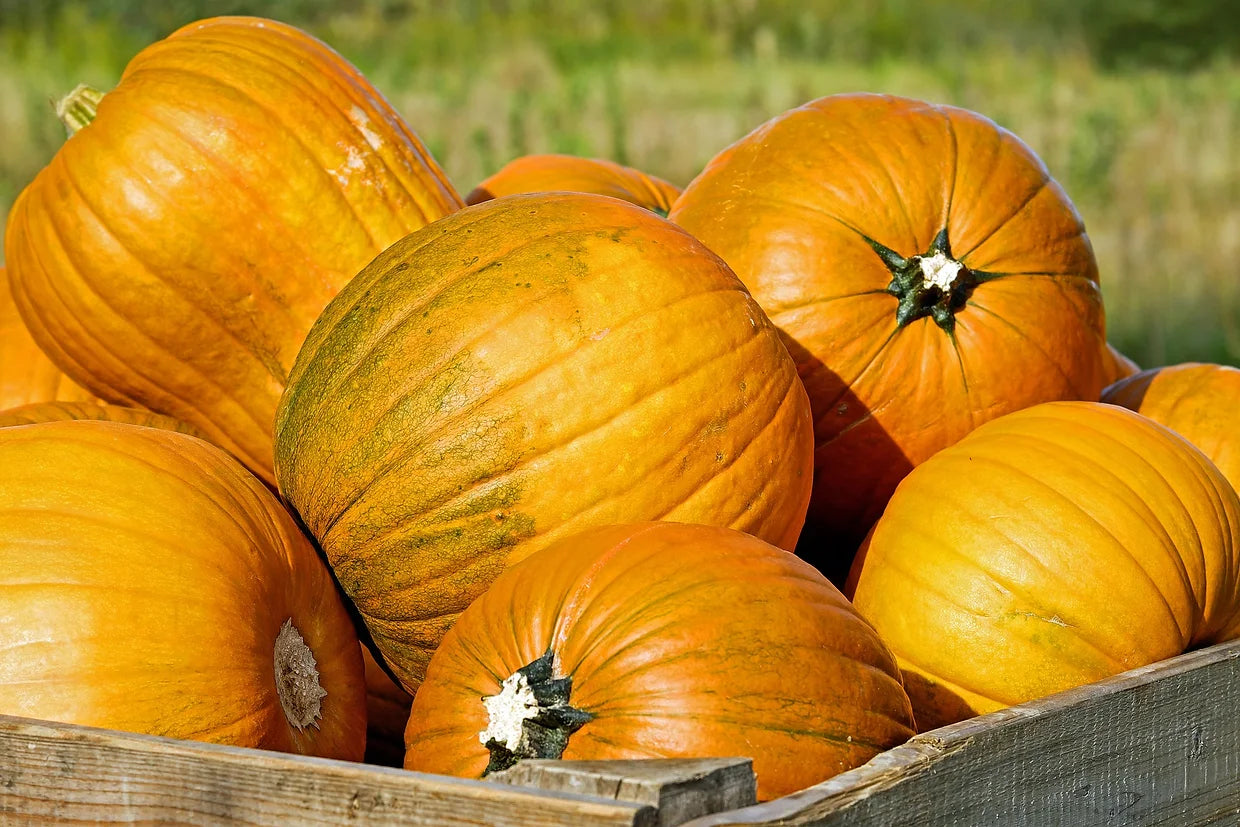 Brim Seed Co. - Connecticut Field Pumpkin Heirloom Seed