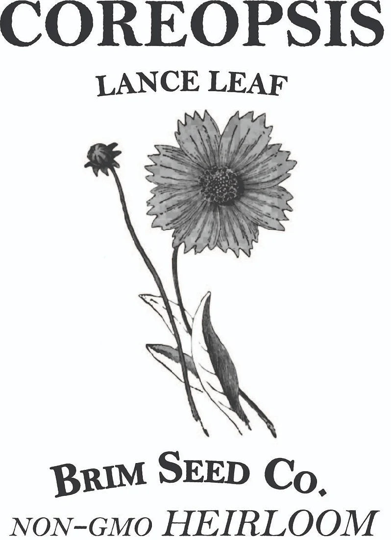 Brim Seed Co. - Lance Leaf Coreopsis Flower Heirloom Seed