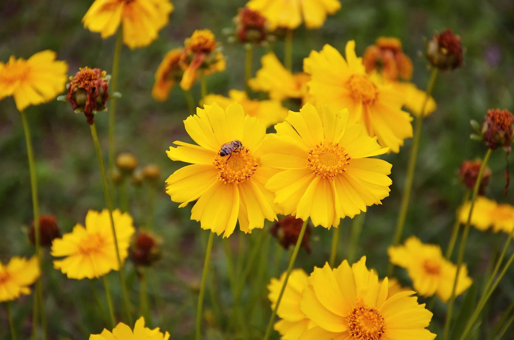 Brim Seed Co. - Lance Leaf Coreopsis Flower Heirloom Seed