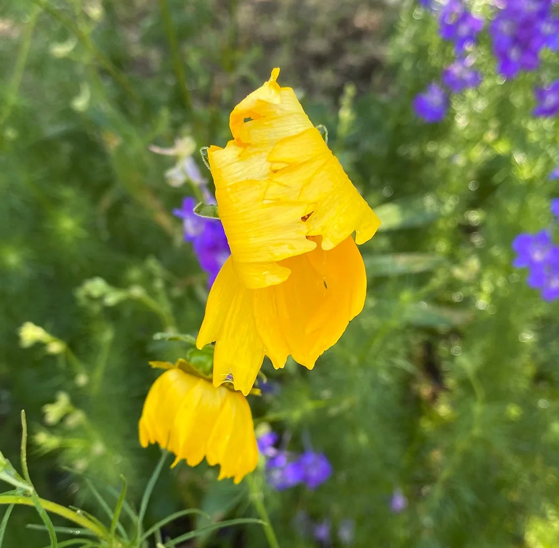 Brim Seed Co. - Lance Leaf Coreopsis Flower Heirloom Seed