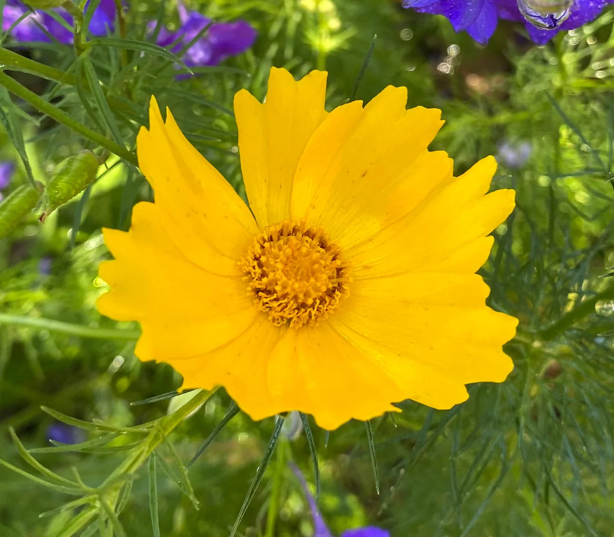 Brim Seed Co. - Lance Leaf Coreopsis Flower Heirloom Seed