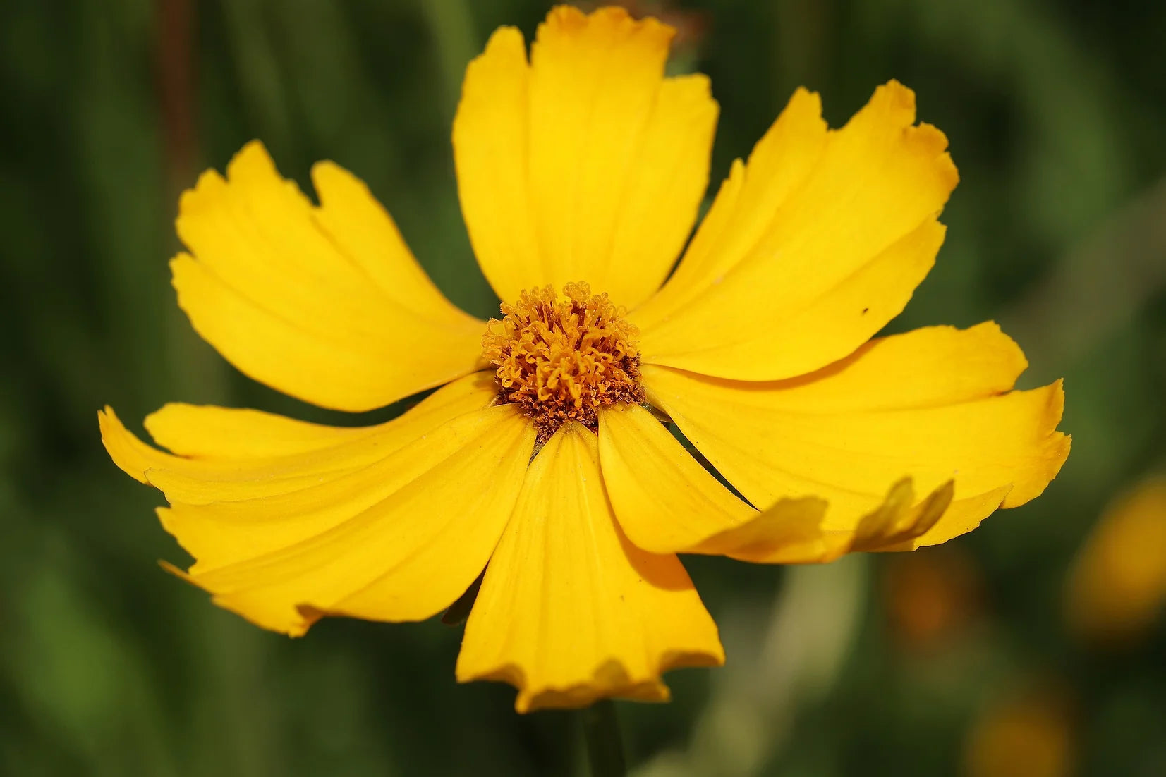 Brim Seed Co. - Lance Leaf Coreopsis Flower Heirloom Seed