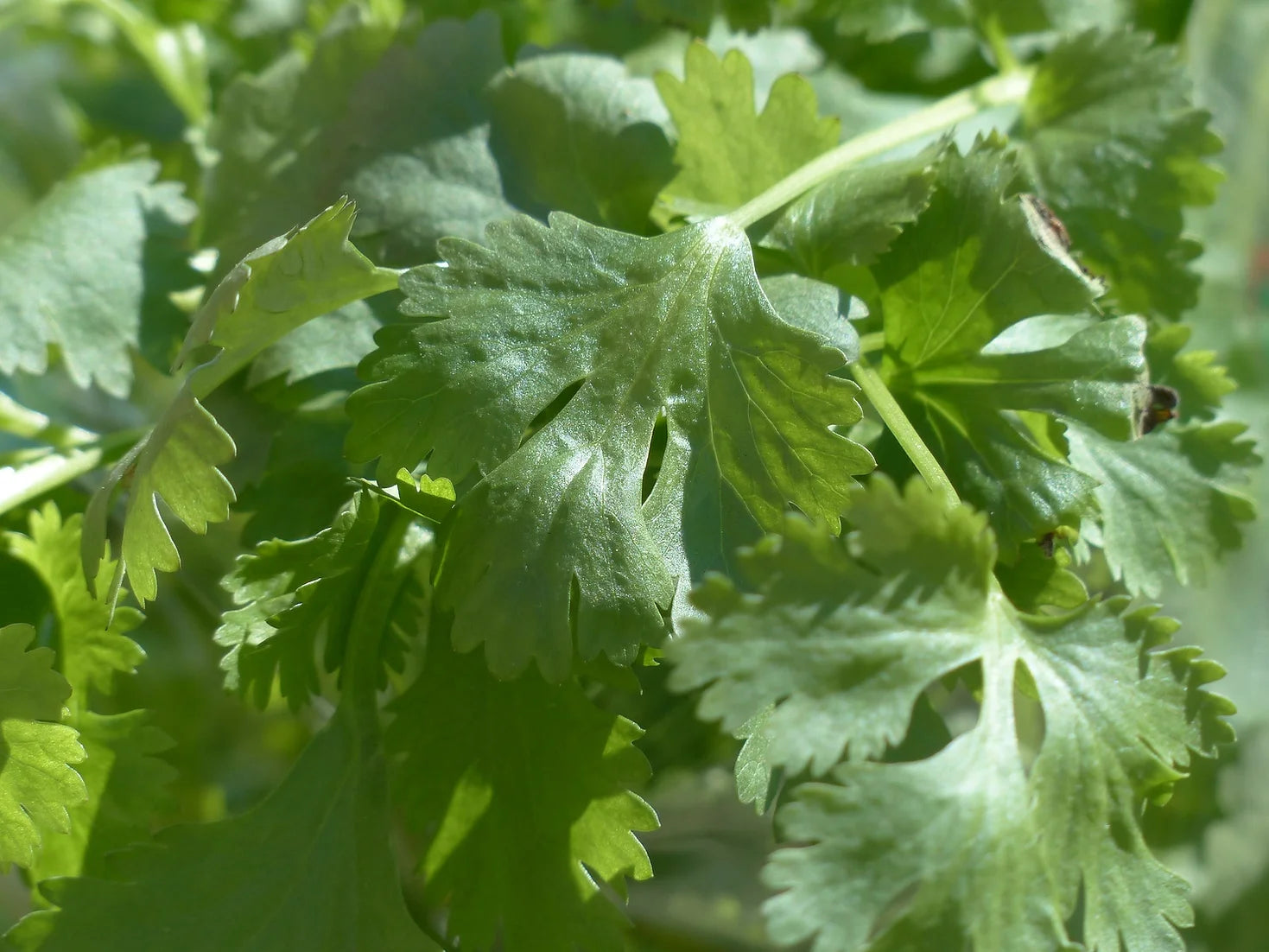 Brim Seed Co. - Coriander Cilantro Herb Seed