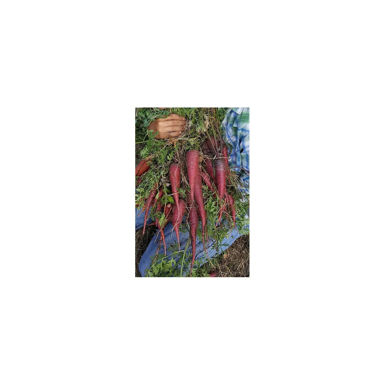 Brim Seed Co. - Cosmic Purple Carrot Seed