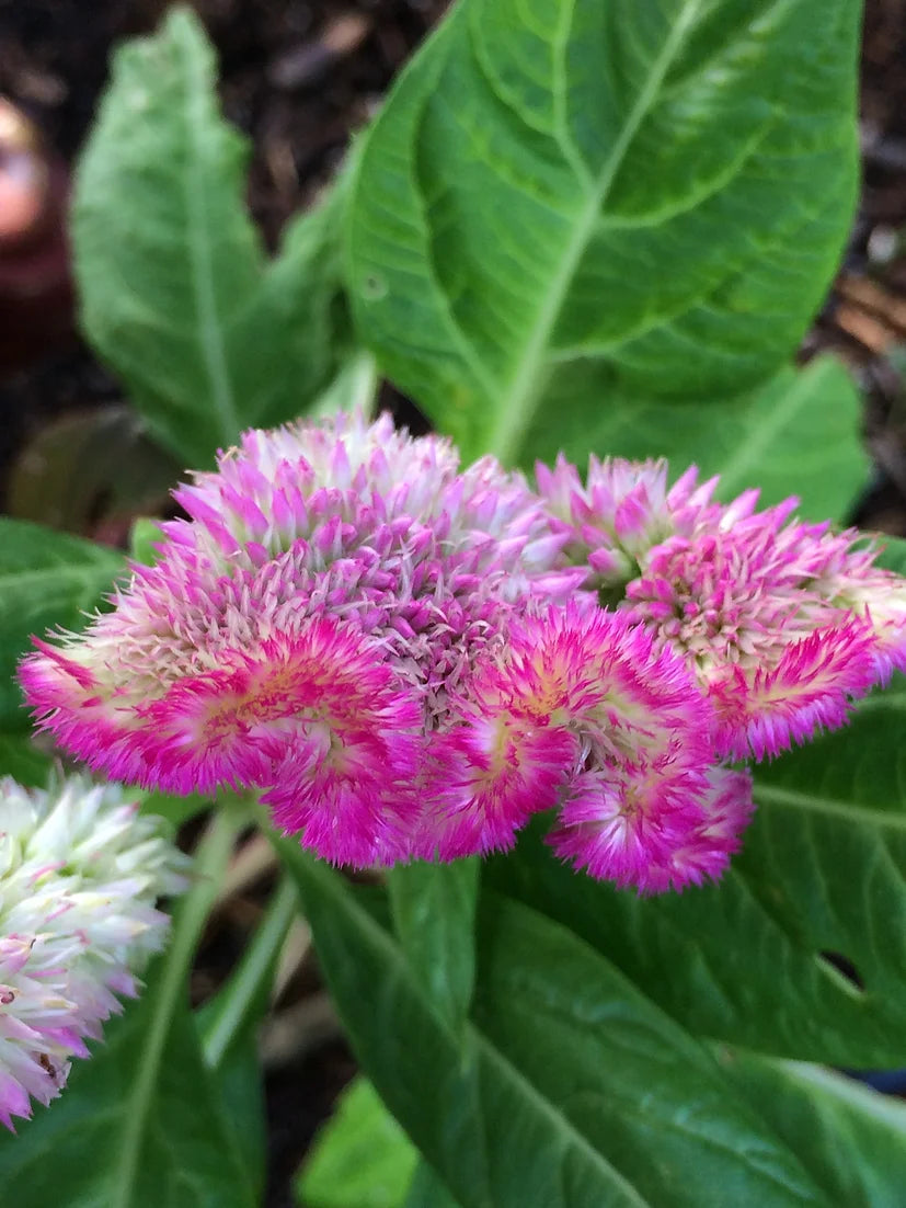 Brim Seed Co. - Crested Cockscomb Celosia Flower Heirloom Seed