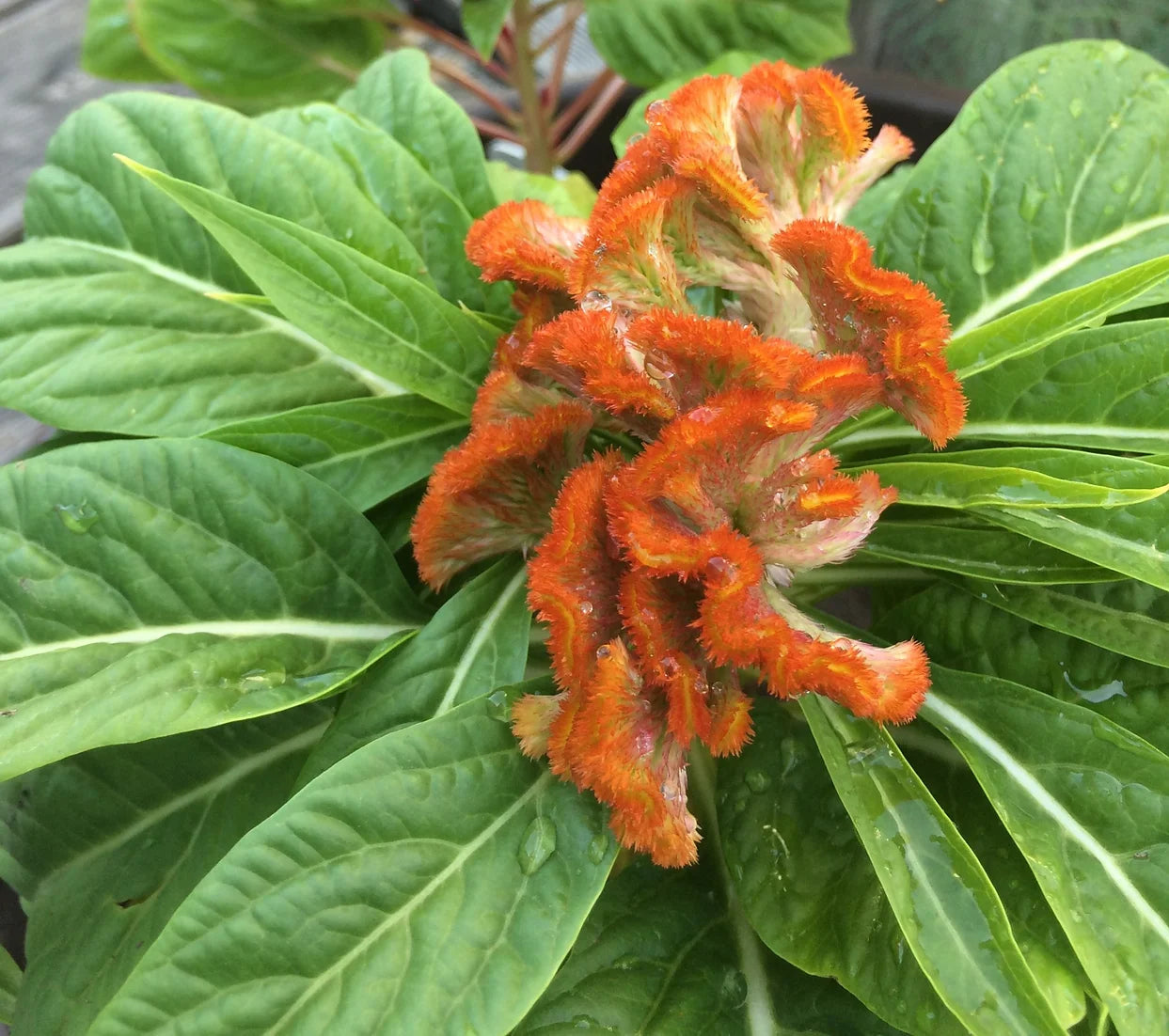 Brim Seed Co. - Crested Cockscomb Celosia Flower Heirloom Seed