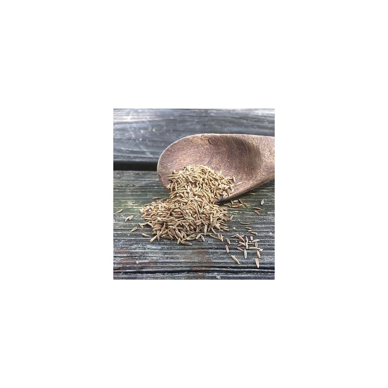 Brim Seed Co. - Cumin Herb Heirloom Seed