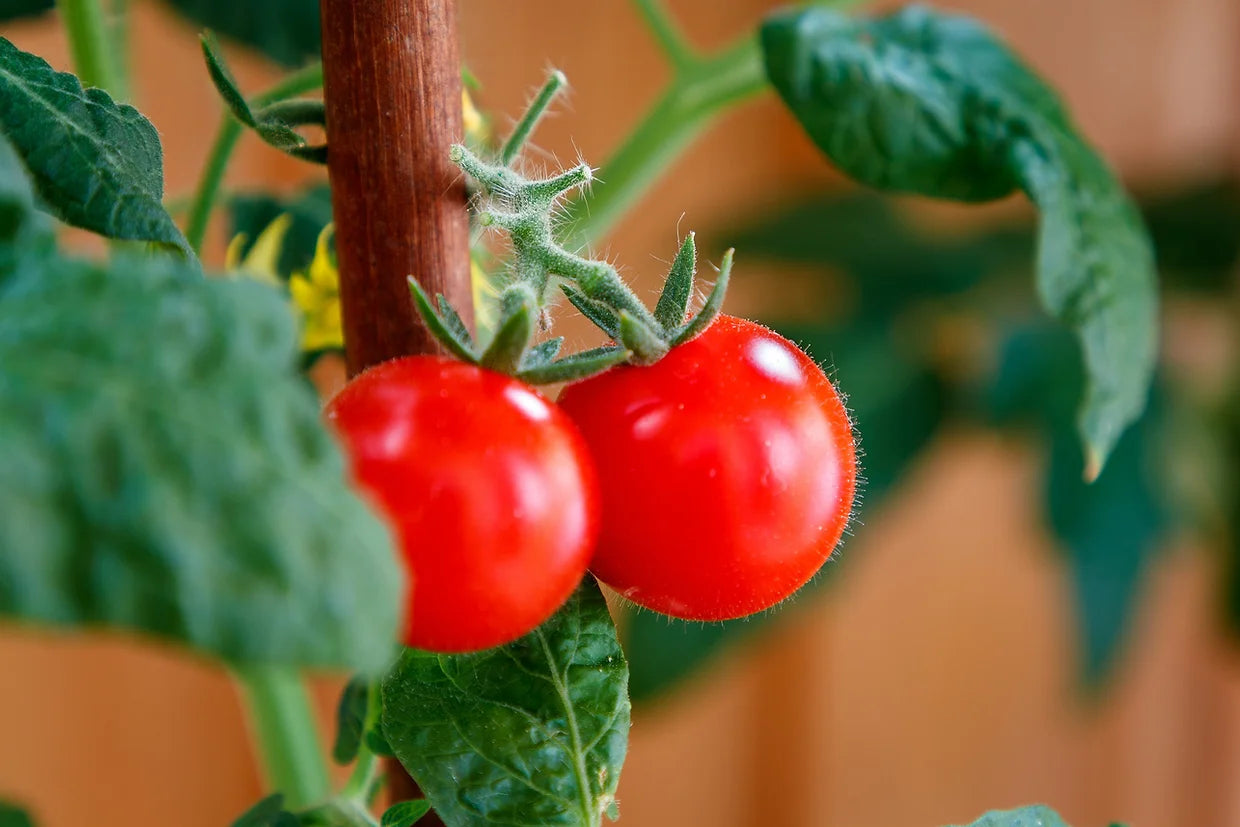 Brim Seed Co. - Currant Sweet Pea Tomato Heirloom Seed