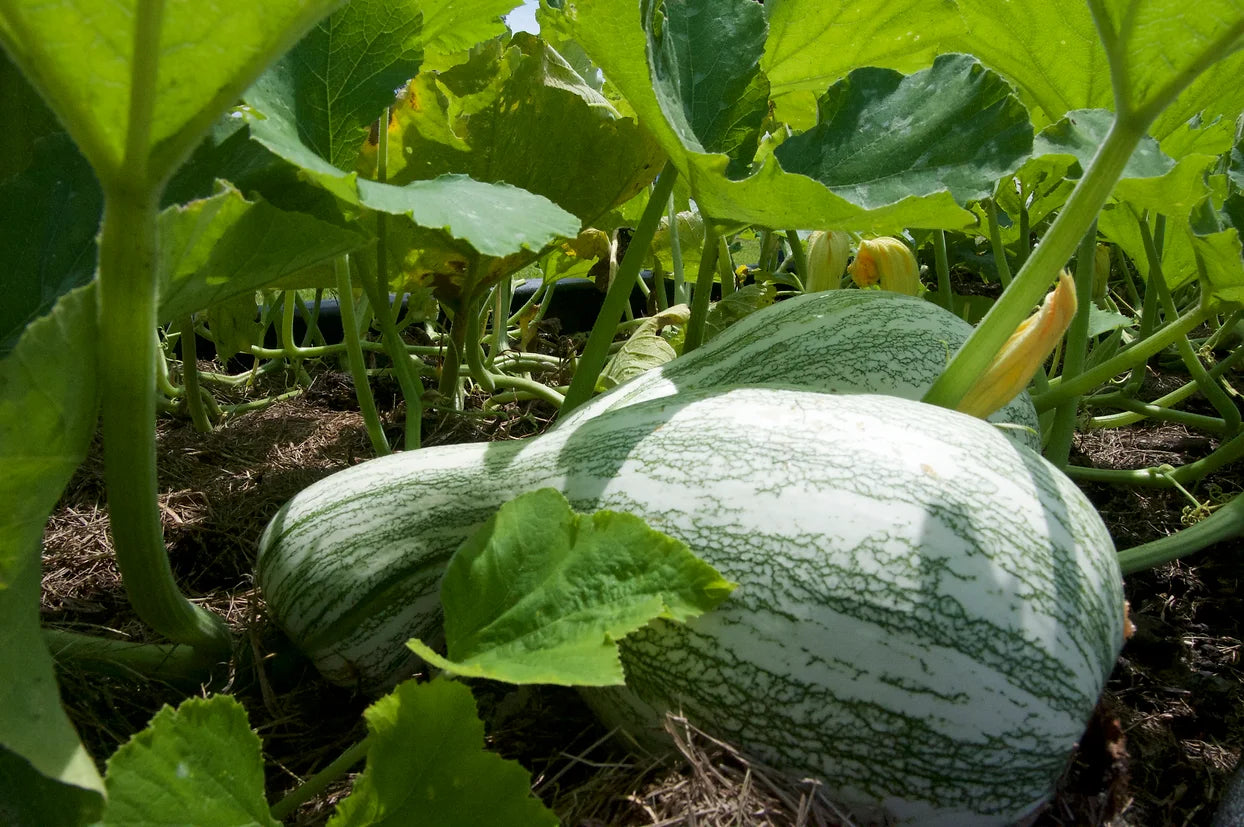 Brim Seed Co. - Green Cushaw Squash Heirloom Seed