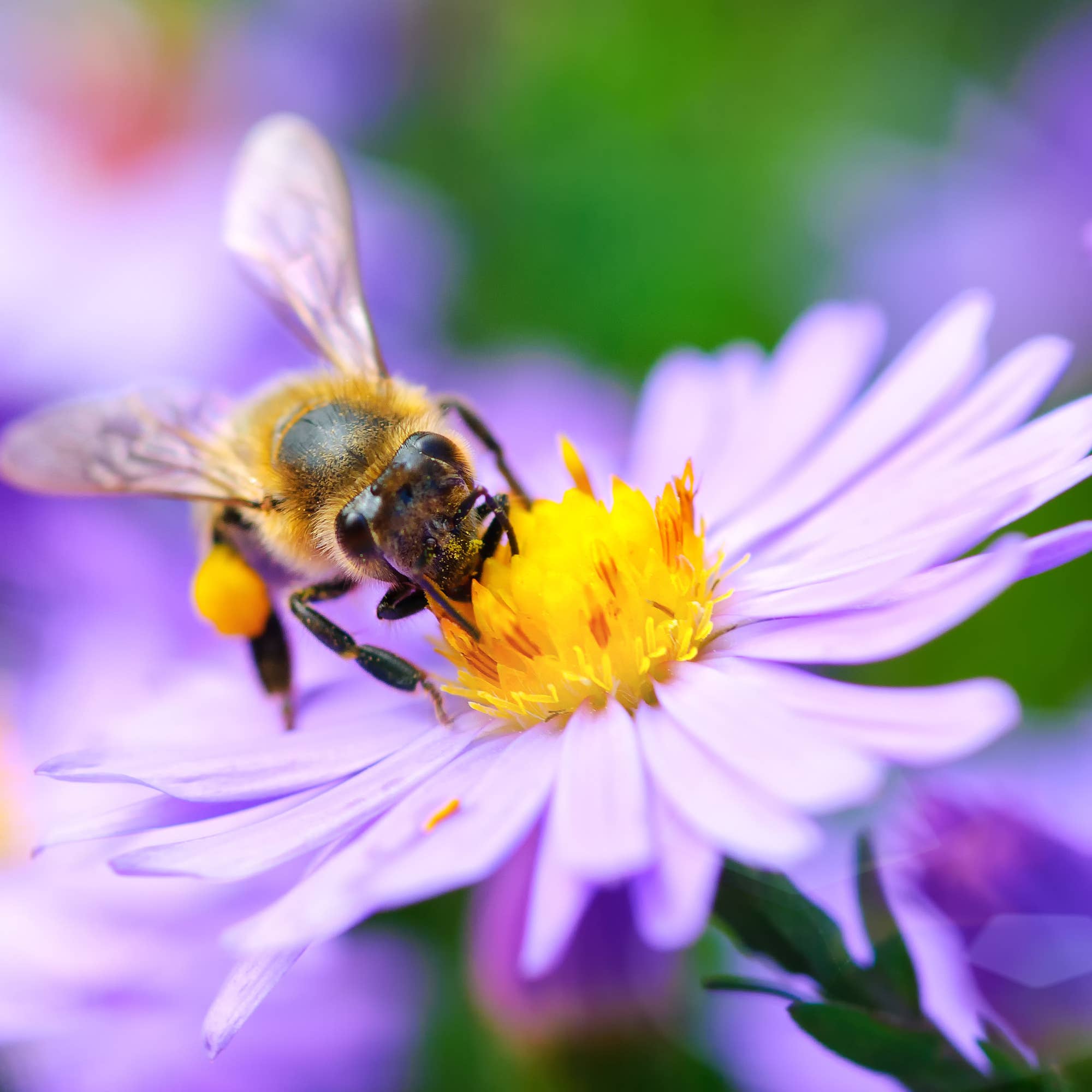 Bentley Seed Co. - Bee Kind Help Pollinators Kraft Bee Flower Mix Seed Packets