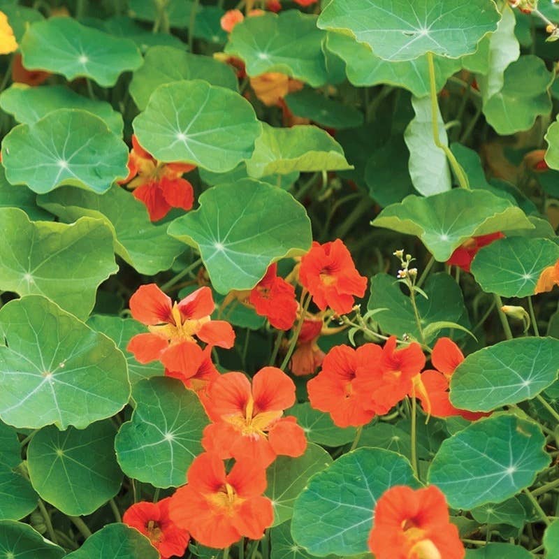 Bentley Seed Co. - Nasturtium Jewel Mixed Colors Tropaeolum Majus