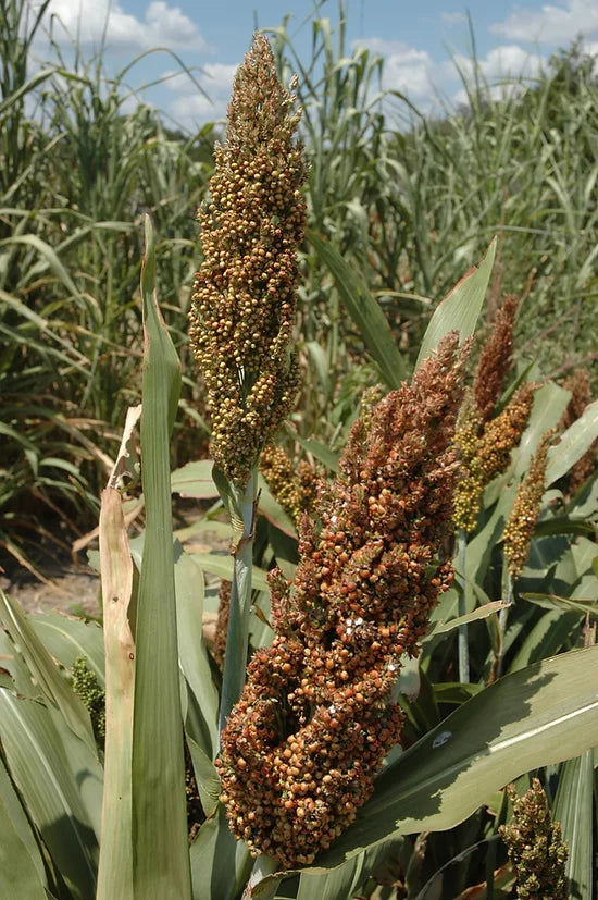 Brim Seed Co. - Southern Acclimated Dale Sorghum Heirloom Seed