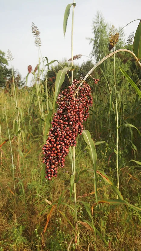 Brim Seed Co. - Southern Acclimated Dale Sorghum Heirloom Seed