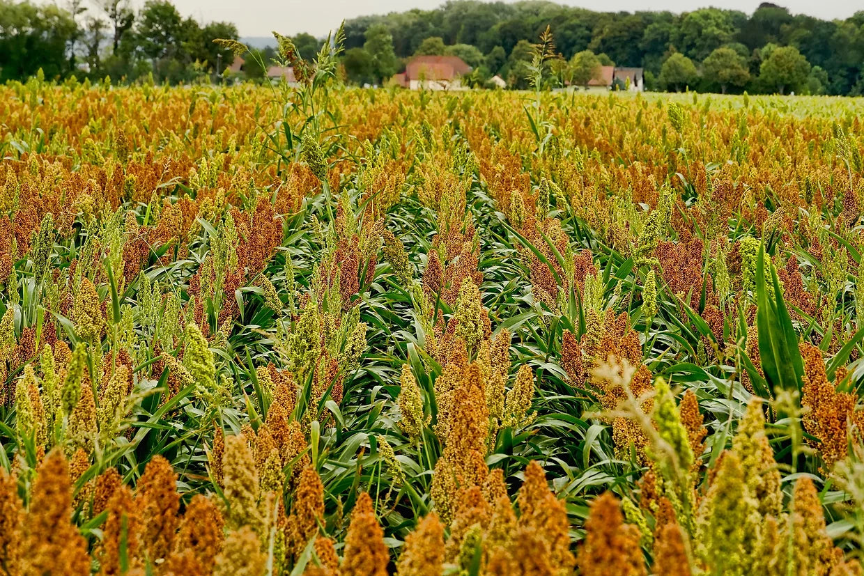 Brim Seed Co. - Southern Acclimated Dale Sorghum Heirloom Seed