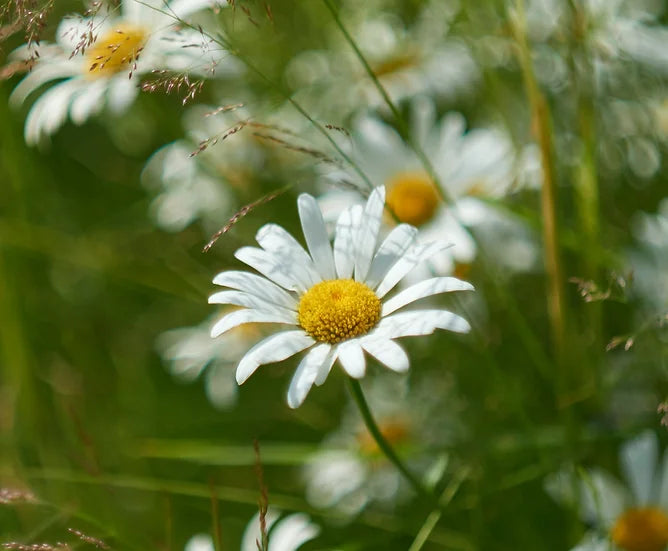 Brim Seed Co. - Ox Eye Daisy Flower Heirloom Seed