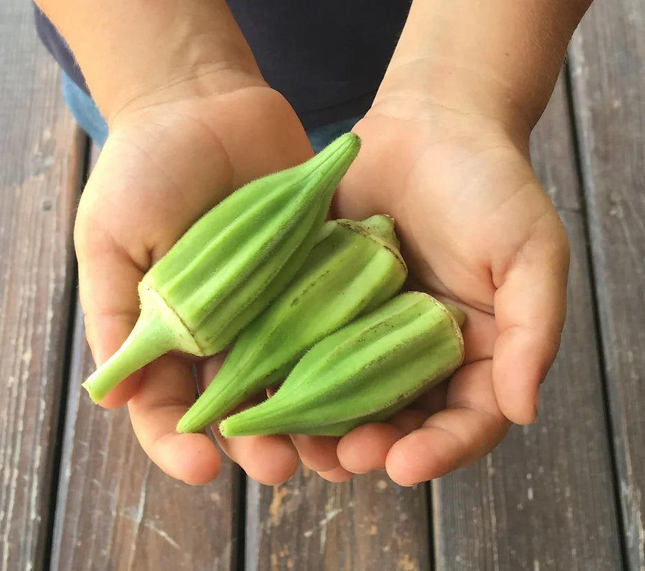 Brim Seed Co. - Southern Acclimated Star Of David Okra Heiroom Seed