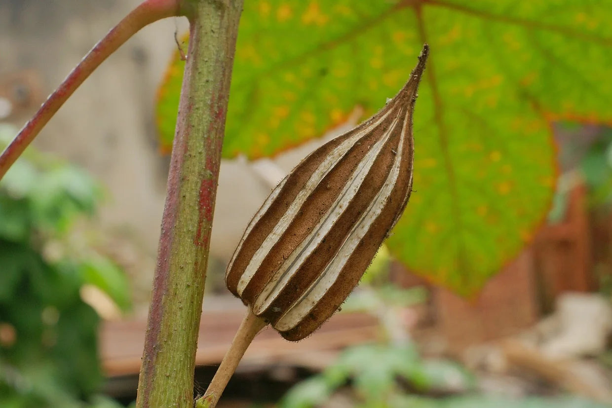 Brim Seed Co. - Southern Acclimated Star Of David Okra Heiroom Seed