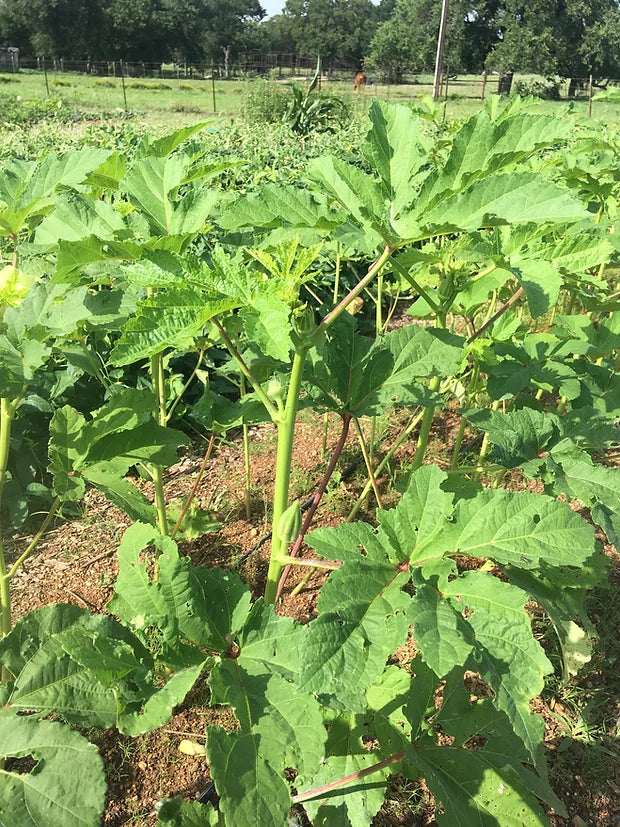 Brim Seed Co. - Southern Acclimated Star Of David Okra Heiroom Seed