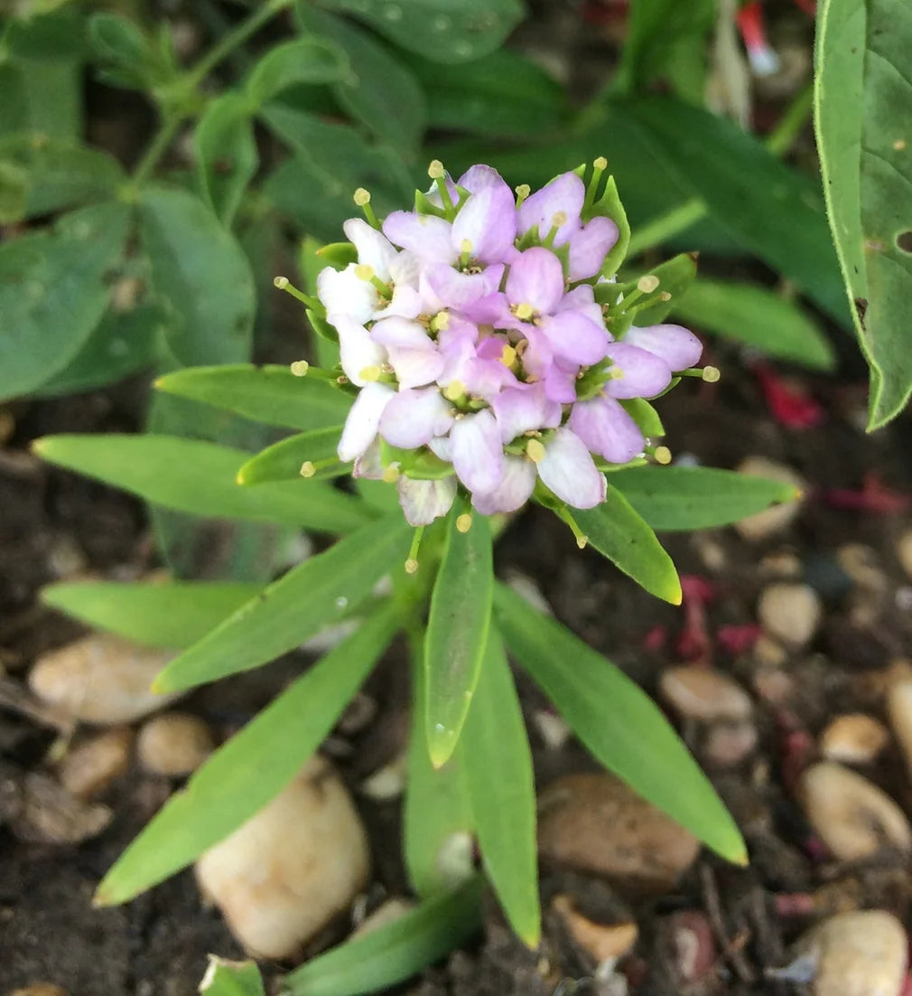 Brim Seed Co. - Deer Resistant Mix Wildflower Seed