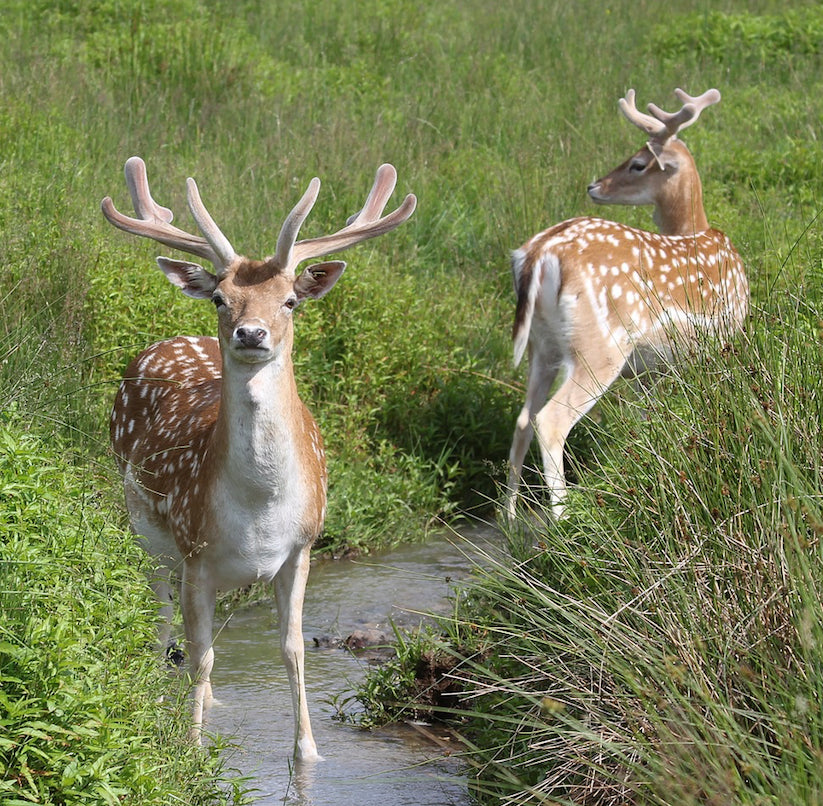 Brim Seed Co. - Deer Resistant Mix Wildflower Seed