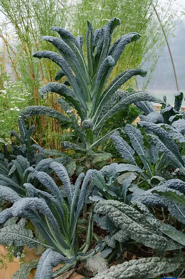 Brim Seed Co. - Lacinato Dinosaur Kale Heirloom Seed