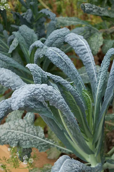 Brim Seed Co. - Lacinato Dinosaur Kale Heirloom Seed