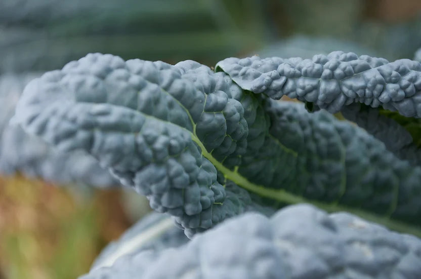 Brim Seed Co. - Lacinato Dinosaur Kale Heirloom Seed