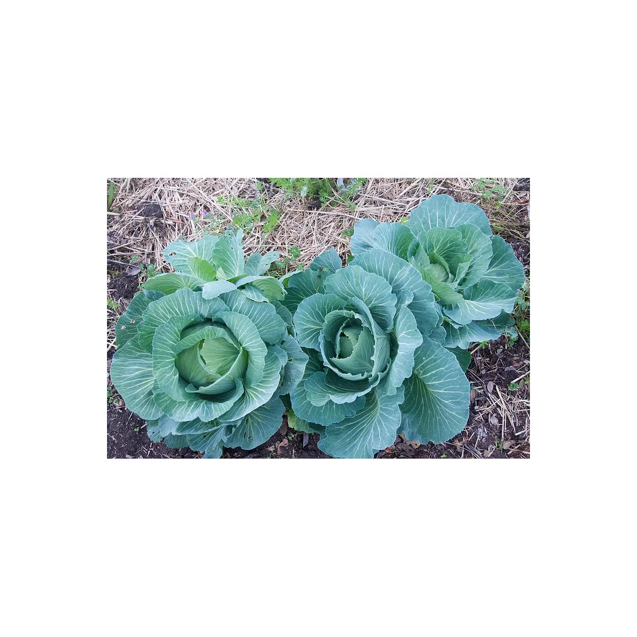 Brim Seed Co. - Late Premium Flat Dutch Cabbage Heirloom Seed