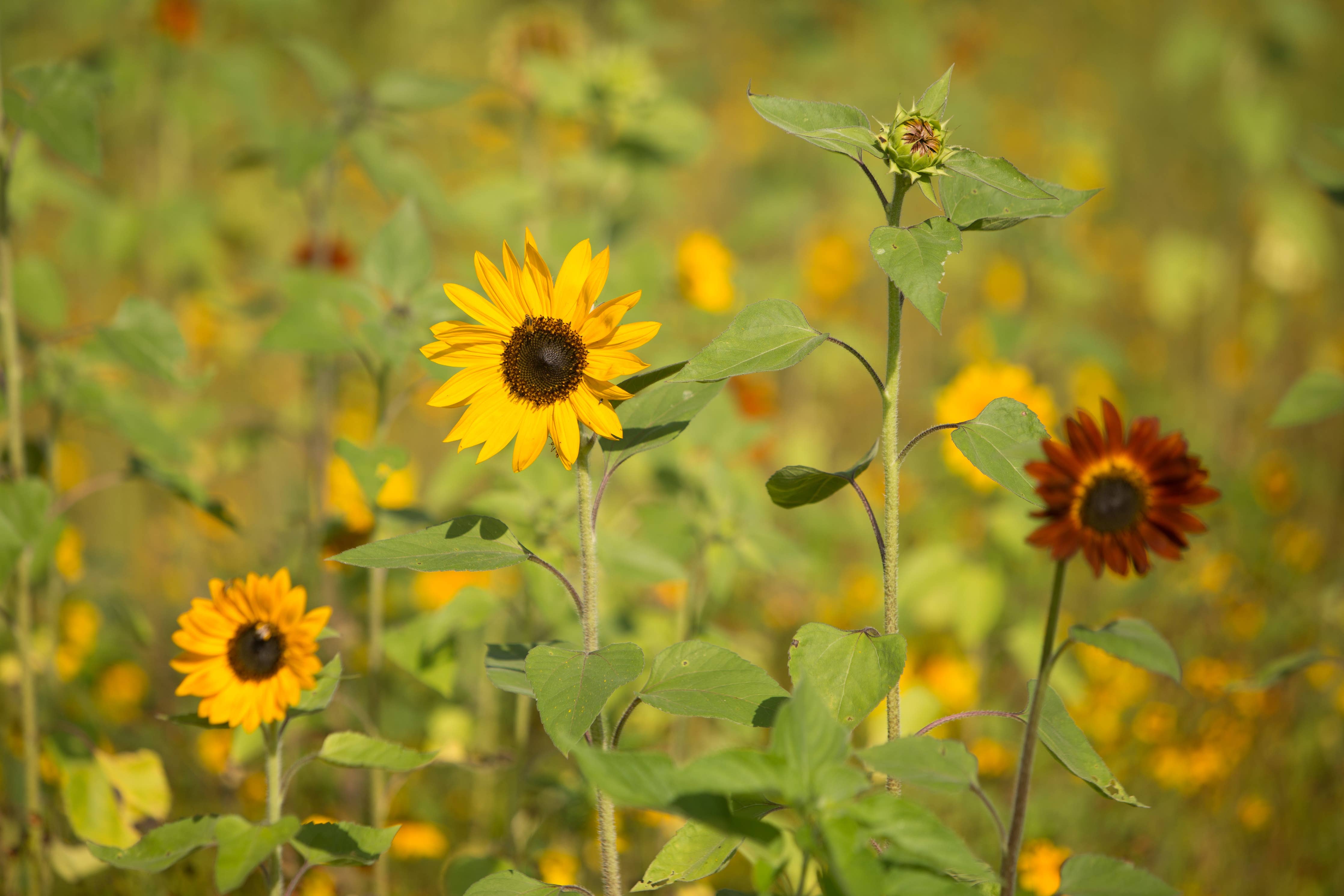 Sunflower All Sorts Mix growing in garden bed