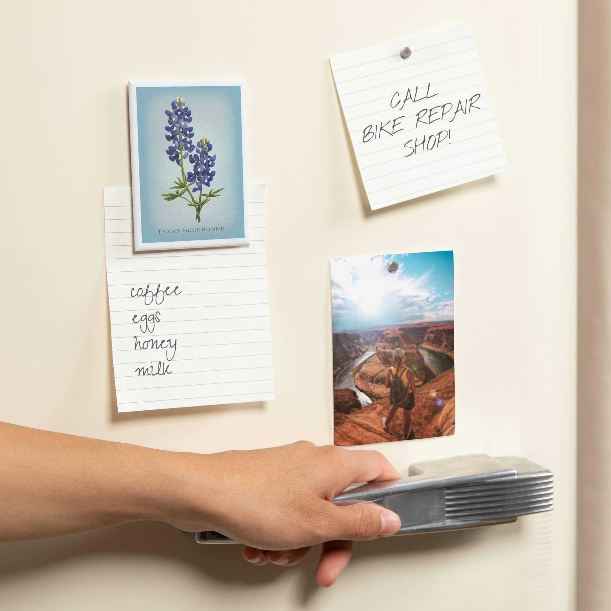 MAGNET Texas Bluebonnet, Vintage Flora