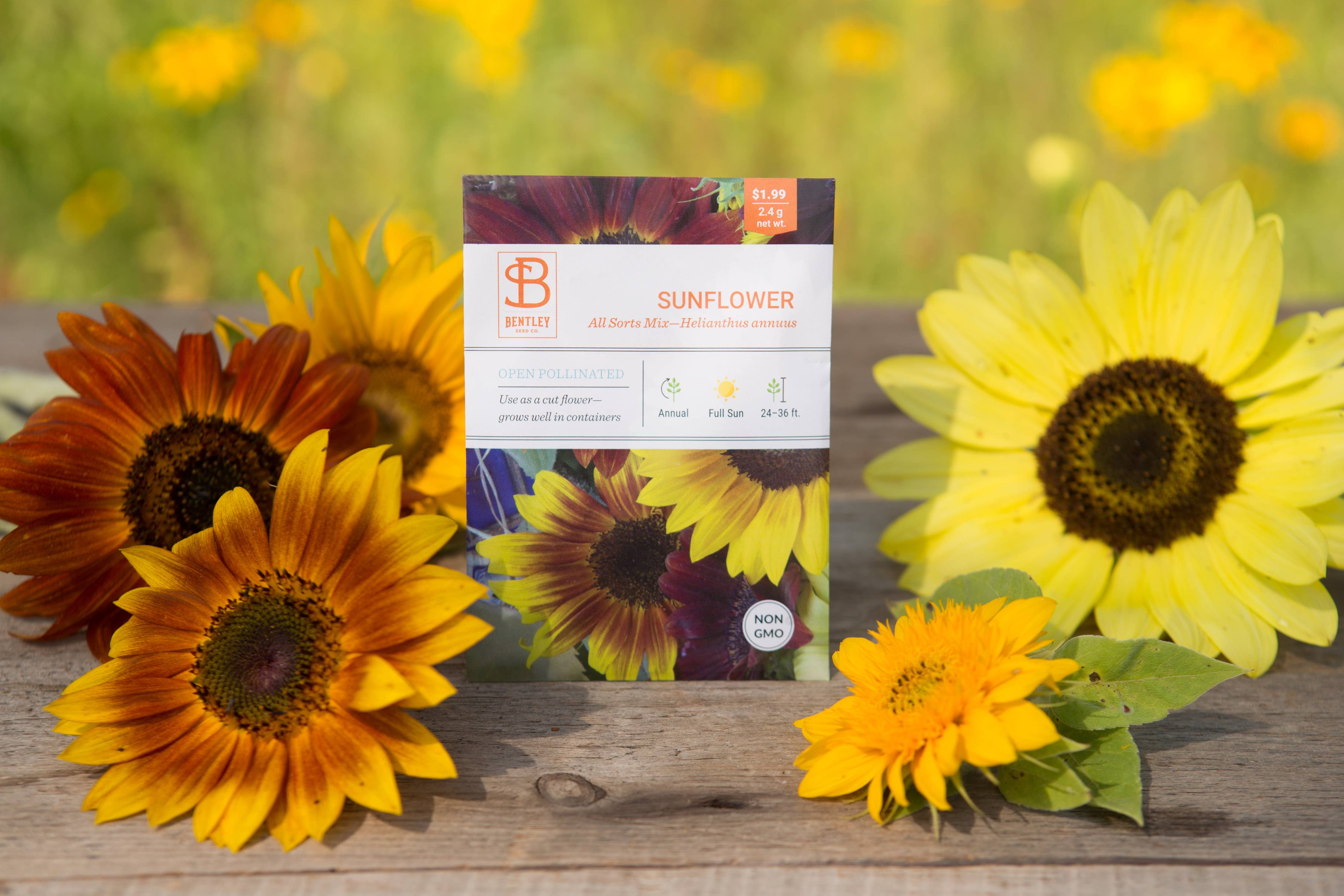 Sunflower All Sorts Mix blooms in various colors