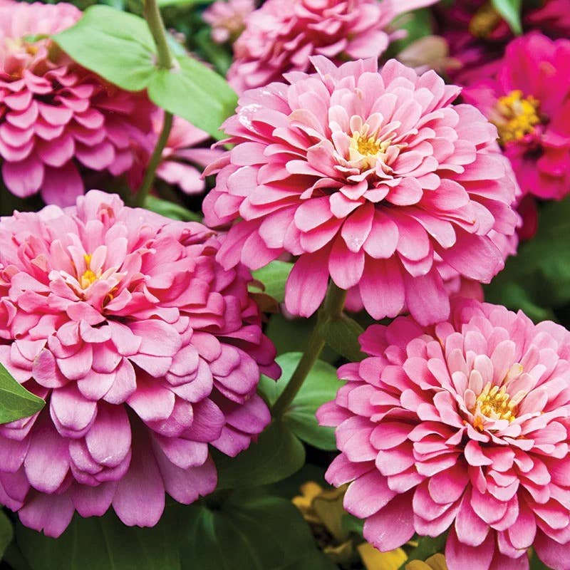 Bentley Seed Co. - Zinnia Lilliput Mixed Colors