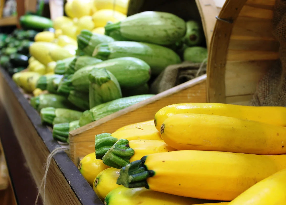 Brim Seed Co. - Southern Acclimated Early Prolific Straightneck Squash Heirloom Seed