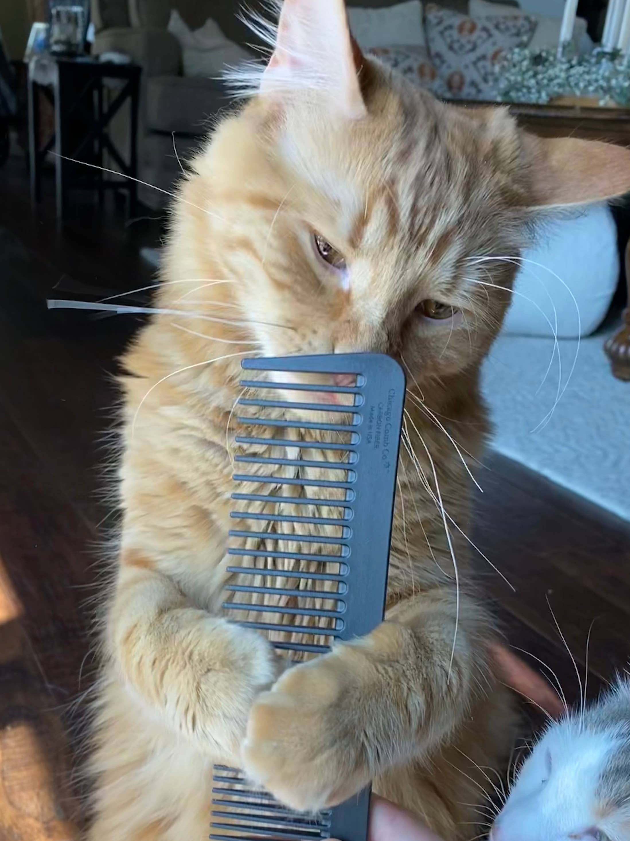 The Pet Comb