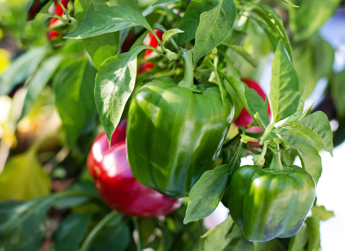 Brim Seed Co. - Sweet Green To Red Emerald Giant Bell Pepper Heirloom Seed