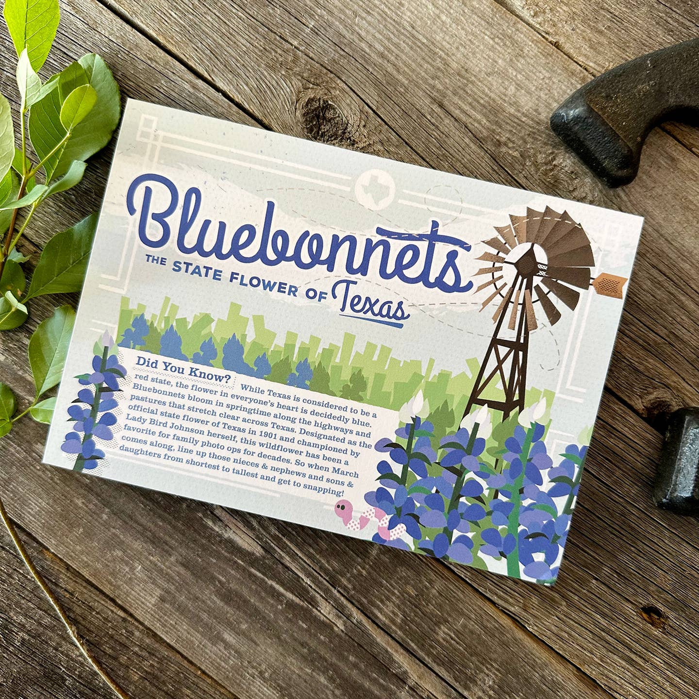 Bluebonnets postcard back with writing area