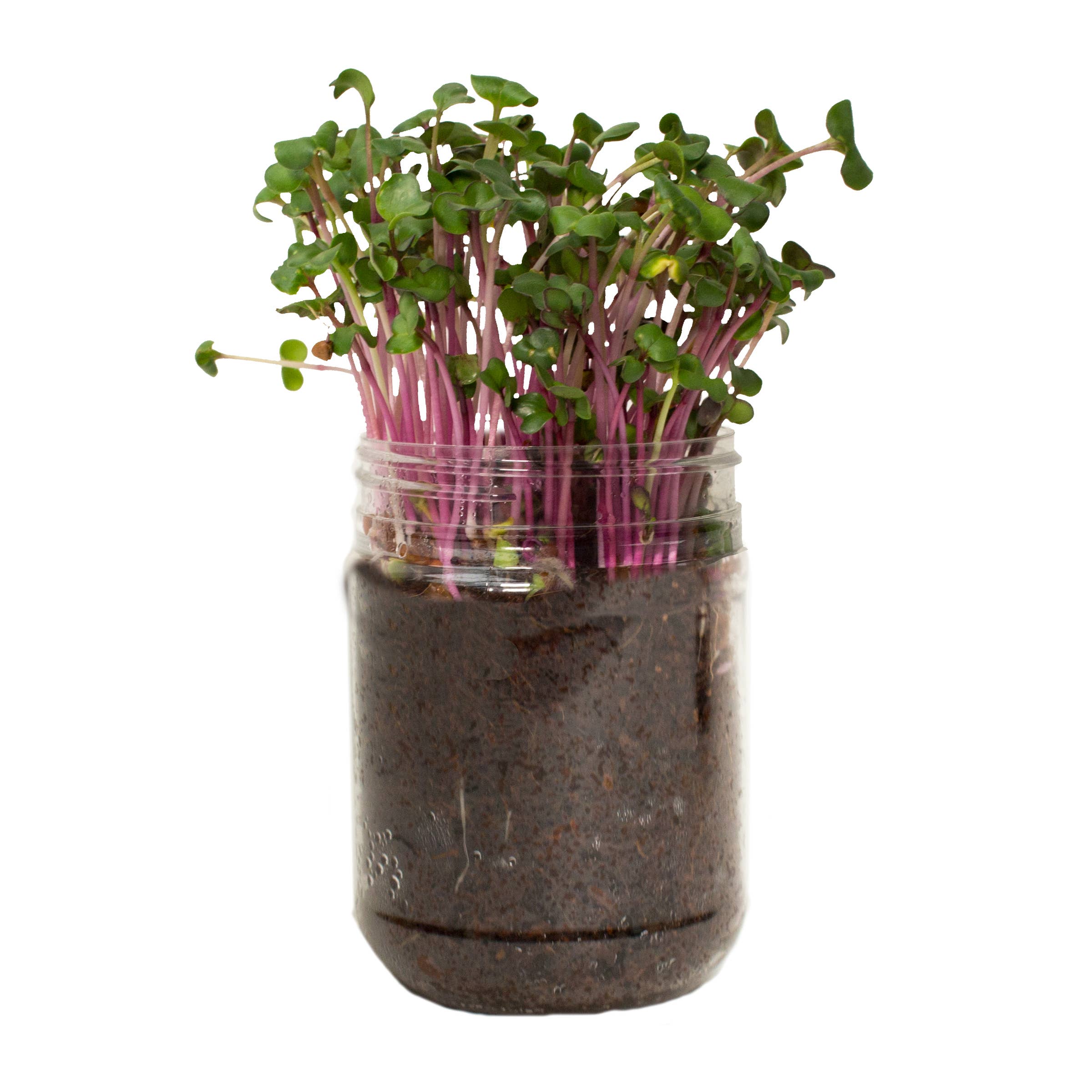 Channel Craft - Grow Your Own Groceries Cilantro Microgreen Kit