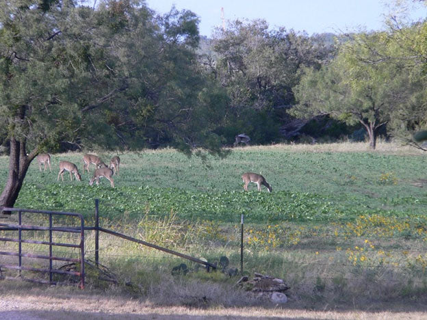 Turner Seed - Fall Deer Mix Cover Crop