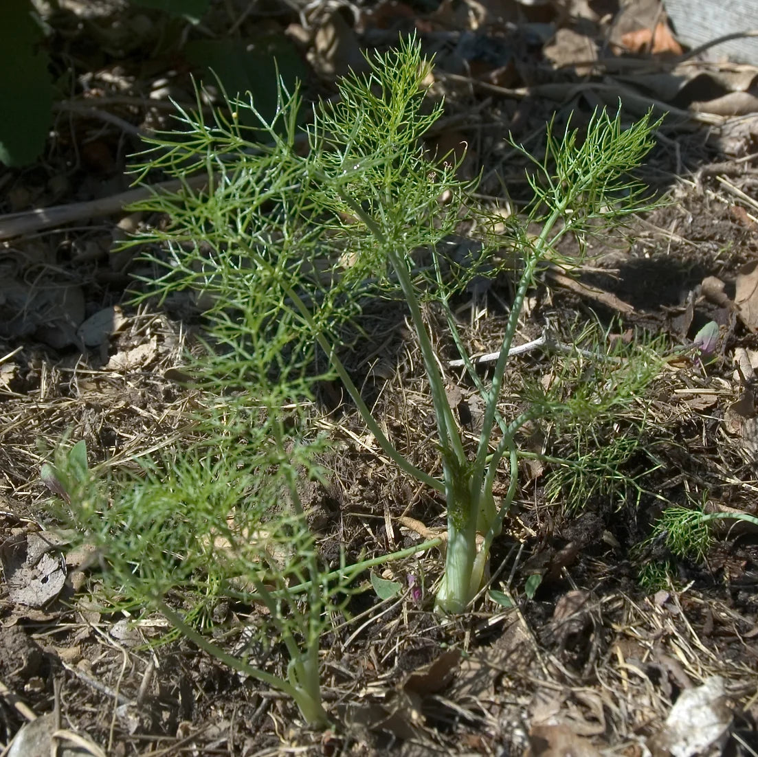 Brim Seed Co. - Florence Fennel Herb Seed