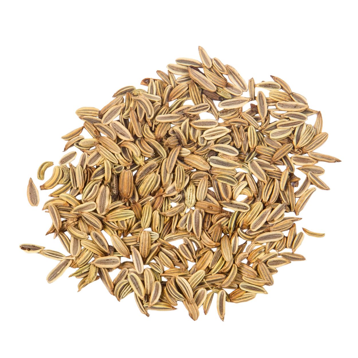 Brim Seed Co. - Florence Fennel Herb Seed