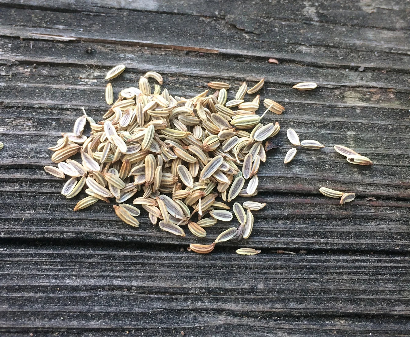 Brim Seed Co. - Florence Fennel Herb Seed