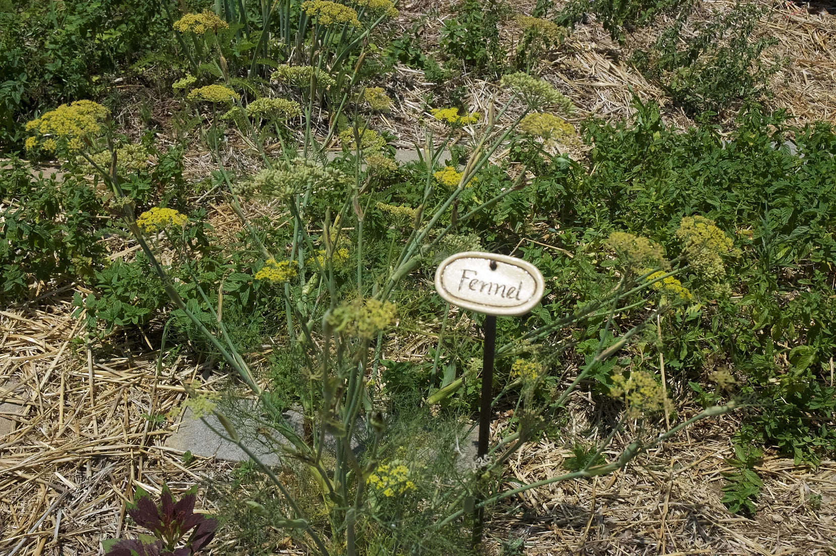 Brim Seed Co. - Florence Fennel Herb Seed