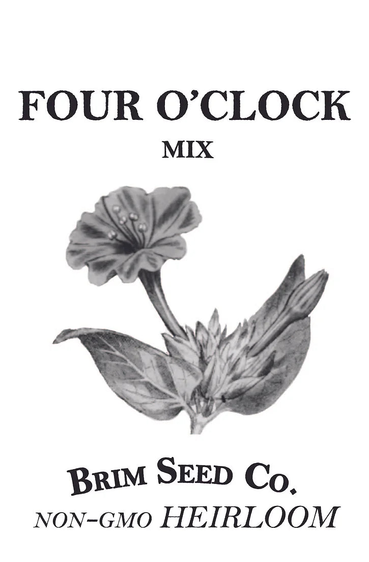 Brim Seed Co. - Four O'Clock Mix Flower Heirloom Seed