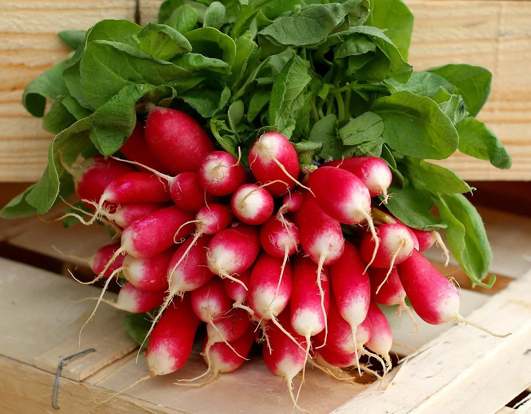 Brim Seed Co. - French Breakfast Radish Heirloom Seed