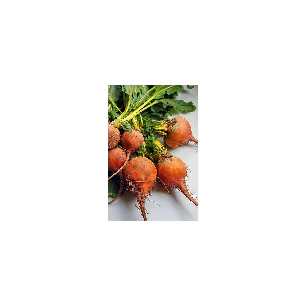 Brim Seed Co. - Golden Beet Heirloom Seed