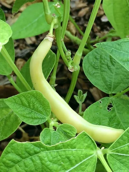 Brim Seed Co. - Golden Butterwax Bush Bean Heirloom Seed