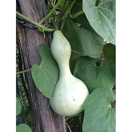 Brim Seed Co. - Birdhouse Bottle Gourd Seed