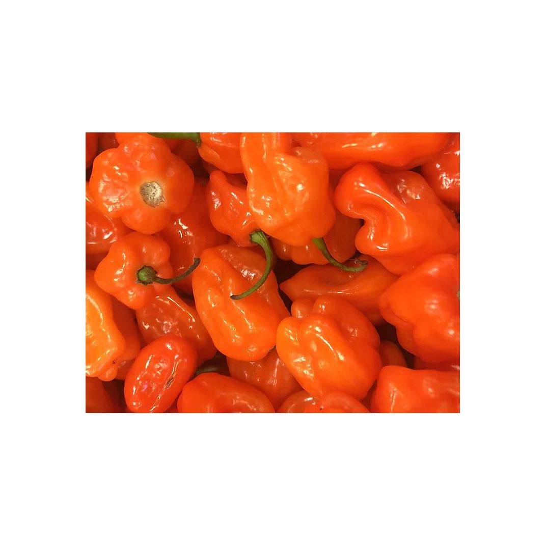 Brim Seed Co. - Hot Orange Habanero Pepper Heirloom Seed