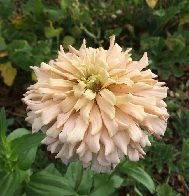 Brim Seed Co. - Cactus Mix Zinnia Flower Heirloom Seed